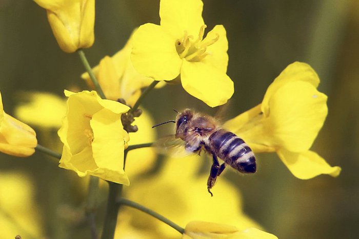 Ilustračný obrázok k článku Slováci vymysleli unikátny prístroj: Včelstvá ochráni pred ich najväčším škodcom