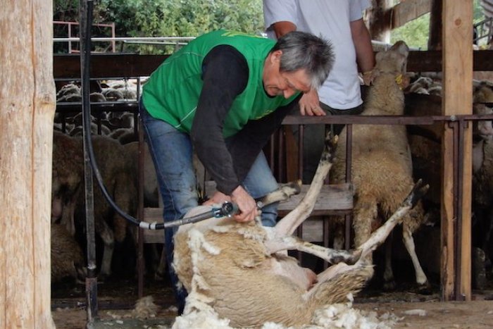 Ilustračný obrázok k článku Lužná bola dejiskom majstrovstiev v strihaní oviec: Na Liptov zavítali aj strihači zo zahraničia